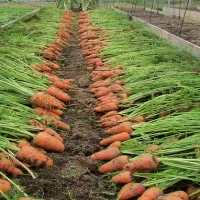 Купить семена Морковь Крепыш