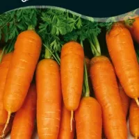 Купить семена Морковь Купар