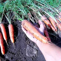 купить семена Морковь Лакомка