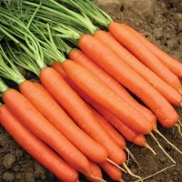 Купить семена  Морковь Наполи F1