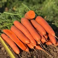Купить семена Морковь Олимпо F1