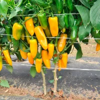 Купить семена Перец Апельсин желтый