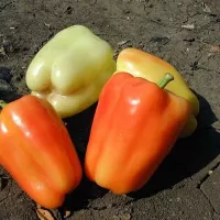купить семена Перец сладкий Фламинго F1