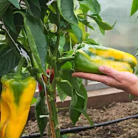 купить семена Перец Гороспел