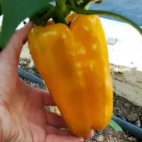 купить семена Перец Гороспел