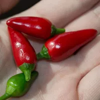 купить семена Перец Ивонна