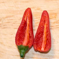 купить семена Перец Ивонна