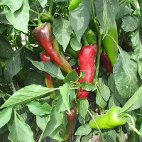 купить семена Перец Самандер