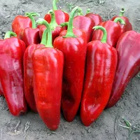 купить семена Перец Самандер