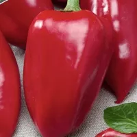 Купить семена Перец сладкий Петровчанка