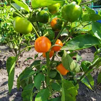 купить семена Перец сладкий Тёма