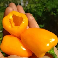 купить семена Перец сладкий Тёма