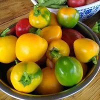 купить семена Перец желтый Янтарный, купить семена Перец желтый Янтарный гогошары, купить семена Перец желтый Янтарный ратунда