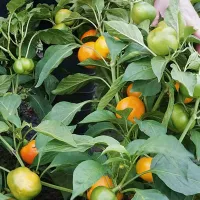 купить семена Перец желтый Янтарный, купить семена Перец желтый Янтарный гогошары, купить семена Перец желтый Янтарный ратунда