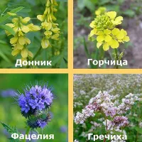 Купить семена медоносов