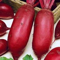 купить семена Свекла Цилиндра