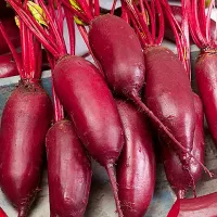 купить семена Свекла Цилиндра