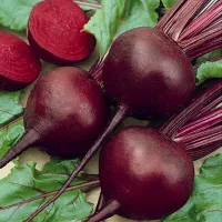 купить семена Свекла Мулатка