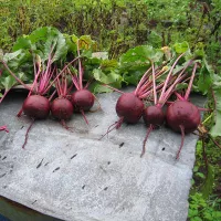 купить семена Свекла Мулатка