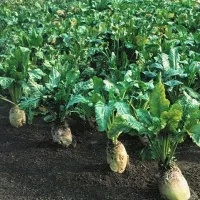 купить семена Свекла Сахарная кормовая