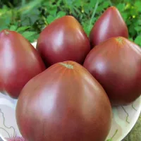 Купить семена Томат Гном Пурпурное сердце
