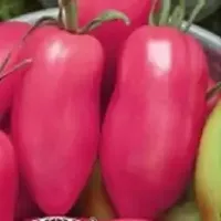 Купить семена Томат Какаду розовый Гавриш