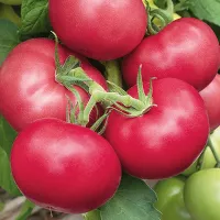 купить семена Томат Лось F1 (сибирские томаты)