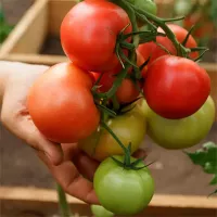 купить семена Томат Лось F1 (сибирские томаты)