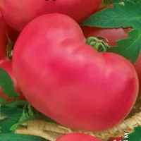Купить семена Томат Микадо розовый