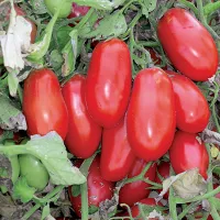 купить семена Томат Стерлядь Сибирские томаты