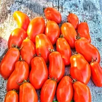 купить семена Томат Стерлядь Сибирские томаты