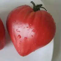 Купить семена Томат Миссис Шлаубах