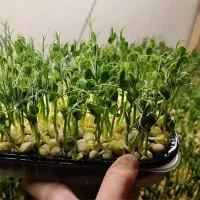 Купить семена Агровата для микрозелени