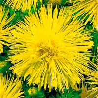 Купить семена Астра Харц Сента