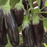 Купить семена Баклажан Эфиоп