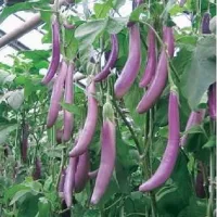 Купить семена Баклажан Розовый Фламинго