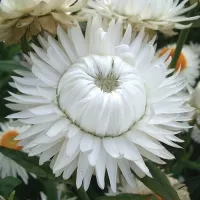 Купить семена Гелихризум Белое солнце сухоцветы многолетний