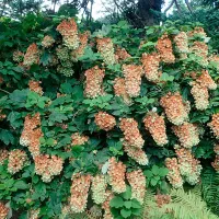 Купить семена Гортензия дуболистная