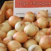 Купить семена Лук Яровой Кэнди F1