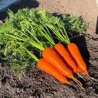 Купить семена Морковь Кантон F1