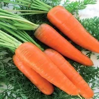 Купить семена Морковь Лисичка-сестричка