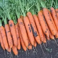 Купить семена Морковь Несравненная