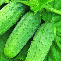 Купить семена Огурец Конкурент