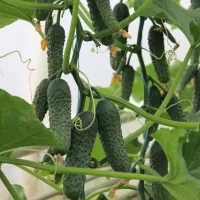 Купить семена Огурец Ягуар