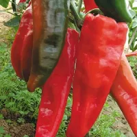 Купить семена Перец сладкий Гигантский Аконкагуа