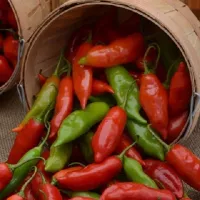 Купить семена Перец Баккатум