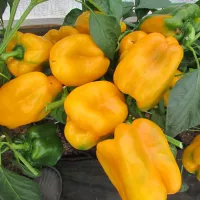 Купить семена Перец Богатырь желтый