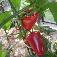 Купить семена Перец Бутуз