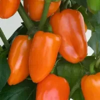 Купить семена Перец Черрико нико F1
