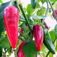 Купить семена Перец Piment d'Espelette (Эспелет)